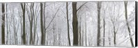 Snow covered trees in a forest, Wotton, Gloucester, Gloucestershire, England Fine Art Print