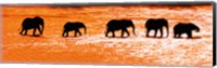 Herd of African Elephants Crossing the Uaso Nyiro River, Kenya Fine Art Print