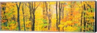 Trees Autumn Quebec Canada Fine Art Print