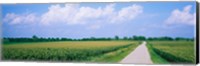 Road along corn fields, Jo Daviess County, Illinois, USA Fine Art Print