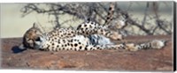 Cheetah (Acinonyx jubatus) resting in a forest, Samburu National Park, Rift Valley Province, Kenya Fine Art Print
