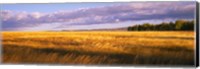 Crop in a field, Last Dollar Road, Dallas Divide, Colorado, USA Fine Art Print