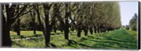 Trees along a walkway in a botanical garden, Niagara Falls, Ontario, Canada Fine Art Print