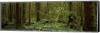 Trees in a forest, Hoh Rainforest, Olympic Peninsula, Washington State, USA Fine Art Print