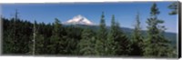 Trees in a forest with mountain in the background, Mt Hood National Forest, Hood River County, Oregon, USA Fine Art Print