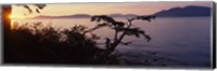 Silhouette of trees at seaside, Rosario Strait, San Juan Islands, Washington State, USA Fine Art Print