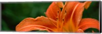 Close-up of Orange Daylily (Hemerocallis fulva) Fine Art Print