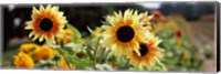 Close-up of Sunflowers (Helianthus annuus) Fine Art Print