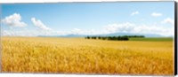 Wheat field near D8, Brunet, Plateau de Valensole, Alpes-de-Haute-Provence, Provence-Alpes-Cote d'Azur, France Fine Art Print