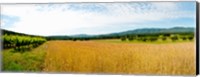Wheat field with vineyard along D135, Vaugines, Vaucluse, Provence-Alpes-Cote d'Azur, France Fine Art Print
