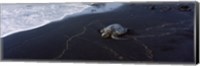 Hawksbill Turtle (Eretmochelys Imbricata) on the beach, Punaluu Beach, Hawaii, USA Fine Art Print