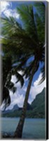 Palm tree on Cook's Bay with Mt Mouaroa in the Background, Moorea, Society Islands, French Polynesia Fine Art Print