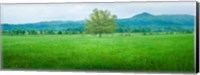 Agricultural field with mountains in the background, Cades Cove, Great Smoky Mountains National Park, Tennessee, USA Fine Art Print