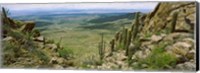 Saguaro cactus, Tucson Mountain Park, Arizona Fine Art Print