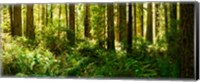 Ferns and Redwood trees in a forest, Redwood National Park, California, USA Fine Art Print