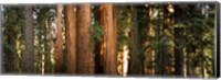 Redwood trees in a forest, Sequoia National Park, California, USA Fine Art Print