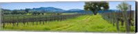 Vineyard in Sonoma Valley, California, USA Fine Art Print