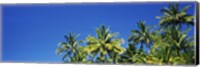 Palm Trees, Maui, Hawaii (low angle view) Fine Art Print