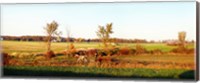 Amish farmer plowing a field, USA Fine Art Print