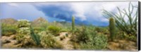 Saguaro National Park, Tucson, Arizona Fine Art Print