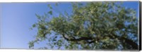 Low angle view of a tree branch against blue sky, San Rafael Valley, Arizona, USA Fine Art Print