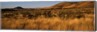 Dry grass on a landscape, Texas, USA Fine Art Print