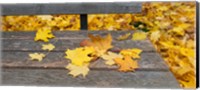 Fallen leaves on a wooden bench, Baden-Wurttemberg, Germany Fine Art Print