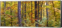 Trees in autumn, Baden-Wurttemberg, Germany Fine Art Print