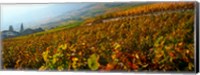 Vineyards and village in autumn, Valais Canton, Switzerland Fine Art Print