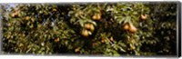 Close Up of Pear trees in an orchard, Hood River, Oregon Fine Art Print