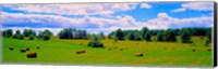 Hay bales in a landscape, Michigan, USA Fine Art Print