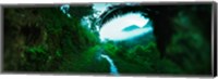 Trail through a rainforest, Cayo District, Belize Fine Art Print