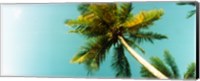 Low angle view of palm tree, Morro De Sao Paulo, Tinhare, Cairu, Bahia, Brazil Fine Art Print