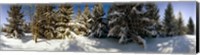Snow covered pine trees, Quebec, Canada Fine Art Print