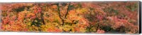 Multi-Colored Autumn Leaves, Gloucestershire, England Fine Art Print