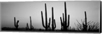 Black and White Silhouette of Saguaro cacti, Saguaro National Park, Arizona Fine Art Print