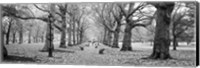 Trees along a footpath in a park, Green Park, London, England (black and white) Fine Art Print
