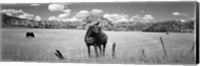 Horses Grazing at Kolob Reservoir, Utah (black & white) Fine Art Print