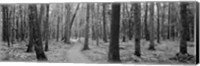 USA, Michigan, Black River National Forest, Walkway running through a forest Fine Art Print