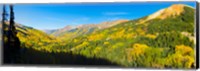 Aspen trees on a mountain, Red Mountain, San Juan National Forest, Colorado, USA Fine Art Print
