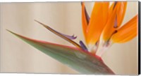 Strelitzia in bloom, California Fine Art Print