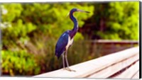 Close-up of an blue egret, Boynton Beach, Florida, USA Fine Art Print