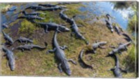 Alligators along the Anhinga Trail, Everglades National Park, Florida, USA Fine Art Print