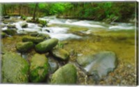 Stream following through a forest, Little River, Great Smoky Mountains National Park, Tennessee, USA Fine Art Print