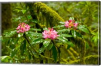 Rhododendron flowers in a forest, Jedediah Smith Redwoods State Park, Crescent City, Del Norte County, California, USA Fine Art Print