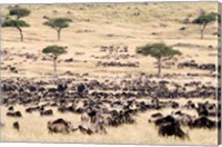 Great migration of wildebeests, Masai Mara National Reserve, Kenya Fine Art Print