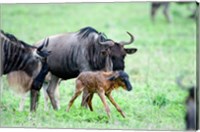 Newborn Wildebeest Calf with its Parents, Ndutu, Ngorongoro, Tanzania Fine Art Print