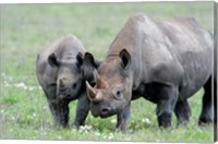 Black rhinoceros (Diceros bicornis) in a field, Ngorongoro Crater, Ngorongoro, Tanzania Fine Art Print