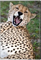 Snarling Cheetah, Ndutu, Ngorongoro, Tanzania Fine Art Print