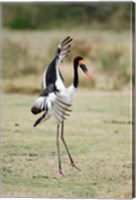 Saddle Billed stork (Ephippiorhynchus Senegalensis) spreading wings, Tarangire National Park, Tanzania Fine Art Print